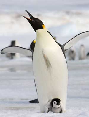 Песня «Пингвины». Текст